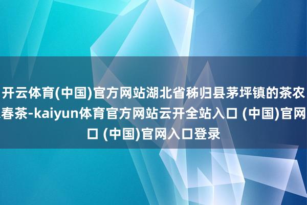 开云体育(中国)官方网站湖北省秭归县茅坪镇的茶农在茶园采春茶-kaiyun体育官方网站云开全站入口 (中国)官网入口登录